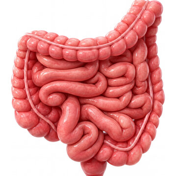 Darstellung des menschlichen Verdauungssystems, einschließlich Magen, Dünndarm und Dickdarm in anatomischer Ansicht.